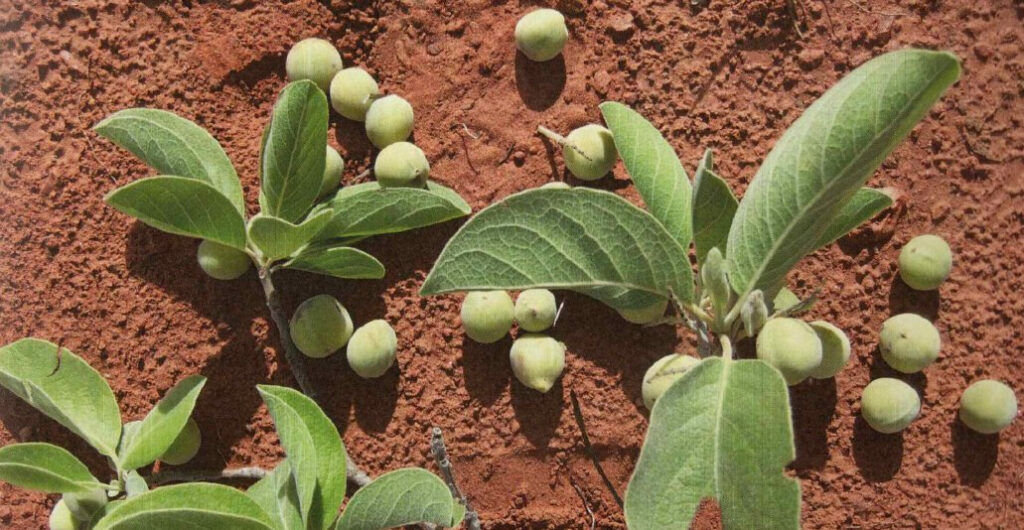 Bush Apricot Fruit