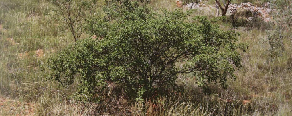 Bush Apricot growing on a rocky hillside